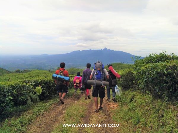 Perkebunan Teh Sirah Kencong view Gunung Kelud