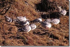 Snow Pigeons