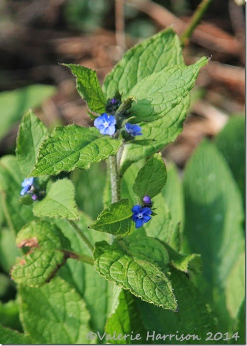 15-green-alkanet