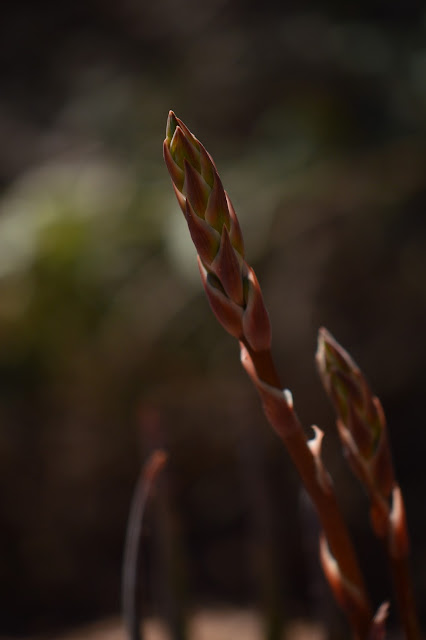 garden bloggers bloom day, gbbd, desert garden, february, small sunny garden, amy myers, aloe, blue elf