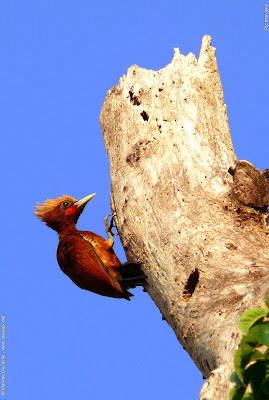 Carpintero elegante Celeus elegans