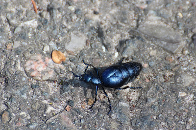 Blauwe Oliekever - - Meloe violaceus