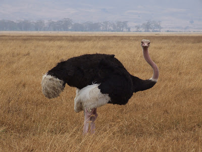 Ostrich Ngorongoro