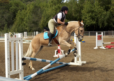 palomino show jumping mule