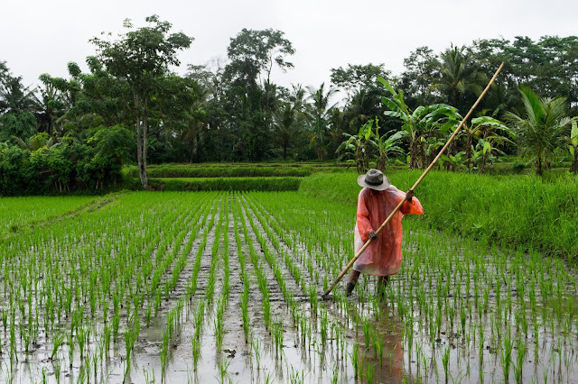 Farmer working in rice field