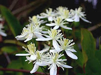 Sweet Autumn Clematis3