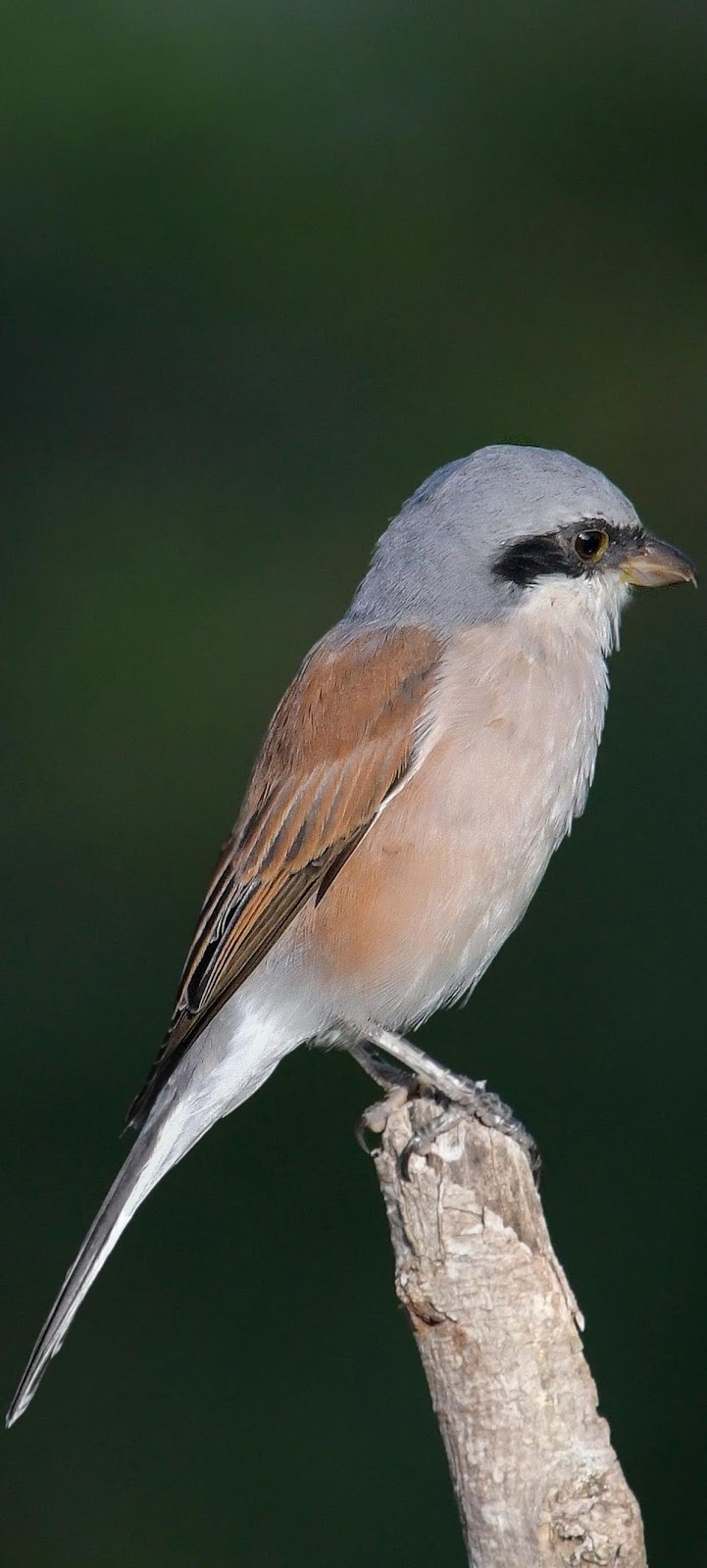 Picture of a cute bird.