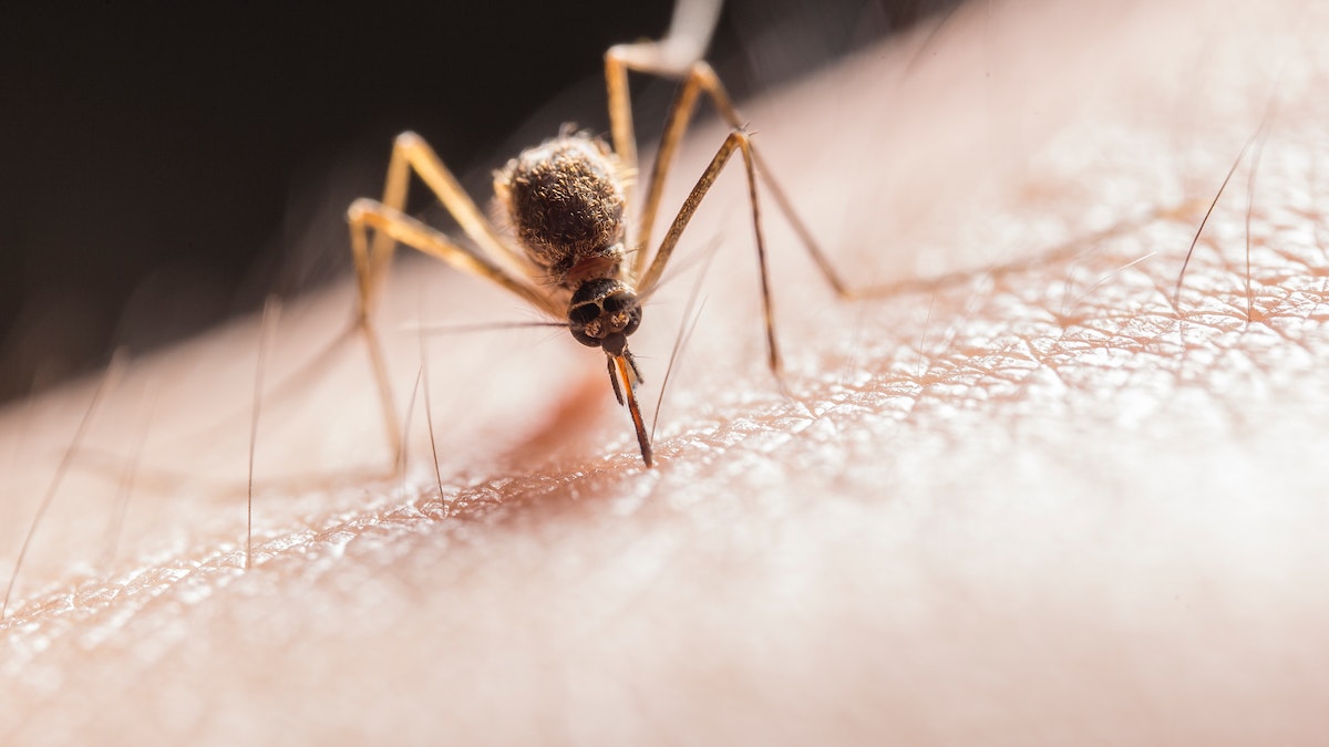 Cara Menghilangkan Bekas Gigitan Nyamuk