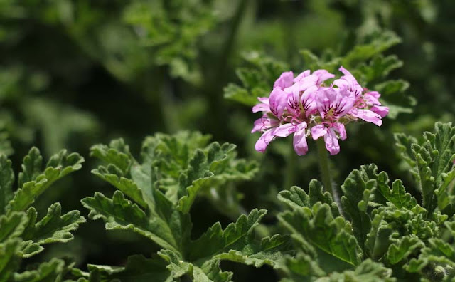 Pelargonium Graveolens Flowers Pictures