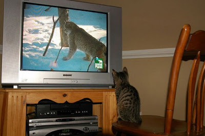 Pets watching TV Seen On www.coolpicturegallery.us