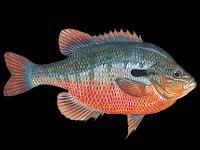 Redbreast Sunfish Pictures