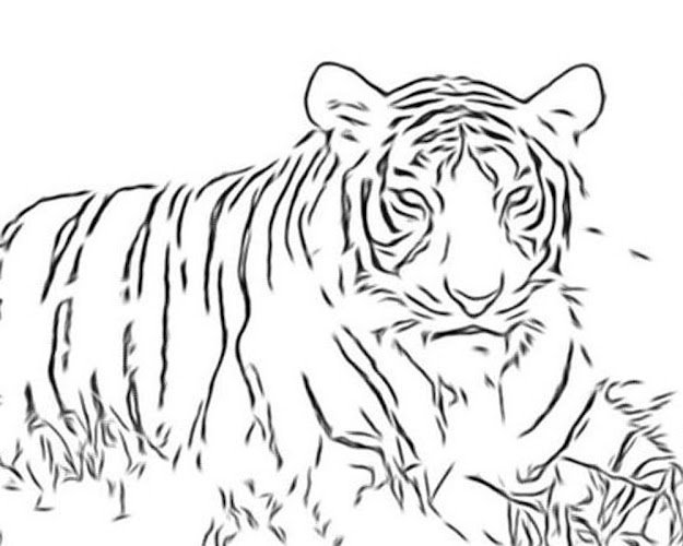 Nice Big Cat Coloring Pages Special Picture