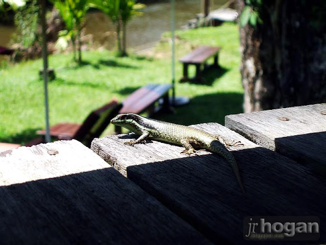 Lizard at Mulu Resort