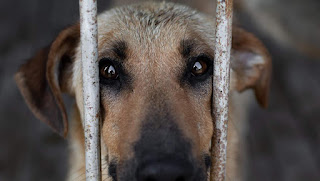 Tosador de clínica veterinária é demitido por justa causa após agredir animais no RN