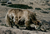 yak