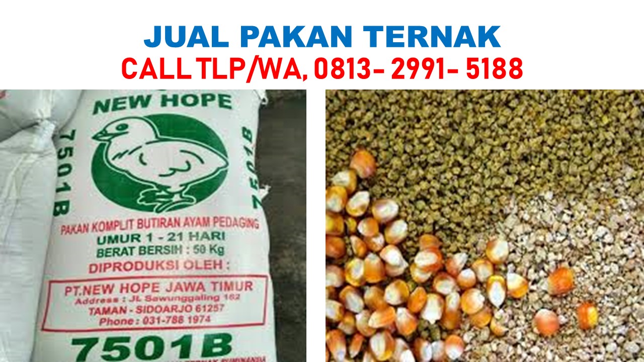 Pakan Ayam Broiler Terbaik Di Indonesia Tlp Sms Wa 0813 2991 5188