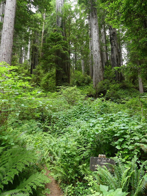 brush and trees and a hidden sign