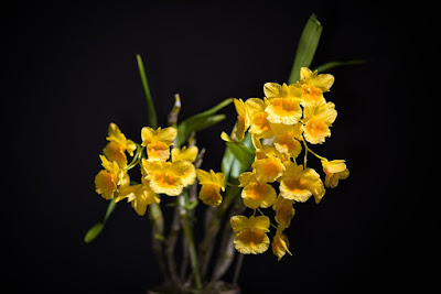 Dendrobium capillipes care and culture