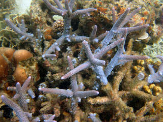 Coral at Samalona Island, best snorkeling