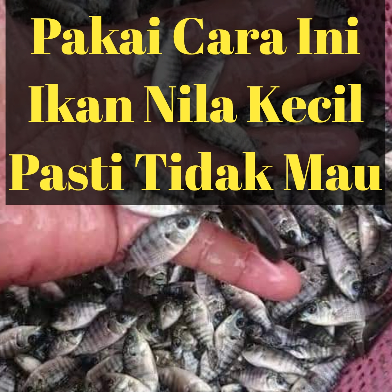 Pas mancing ikan nila dengan umpan lumut dimakan ikan kecil terus