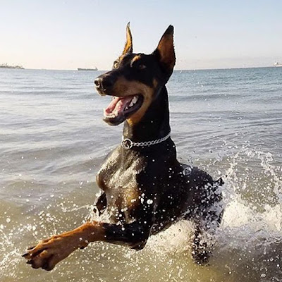 Doberman, bem sucedido como cão de guarda de patrimônios, ele é também um bom animal de companhia, desde que integrado ao lar e a família. O Dobermann tem um temperamento obediente, é vigilante e determinado. É uma raça de cães de origem alemã.