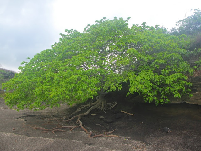 Hippomane mancinella