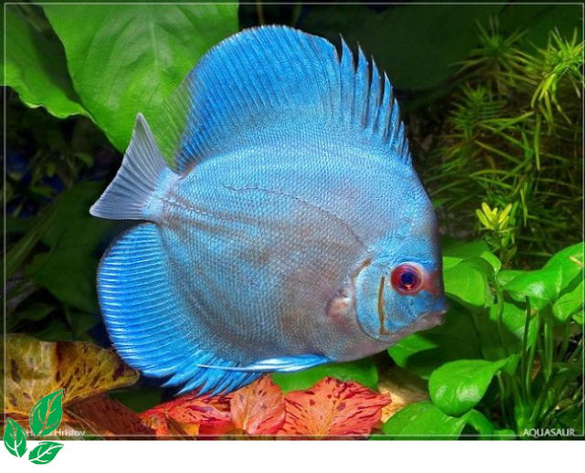 jenis ikan discus