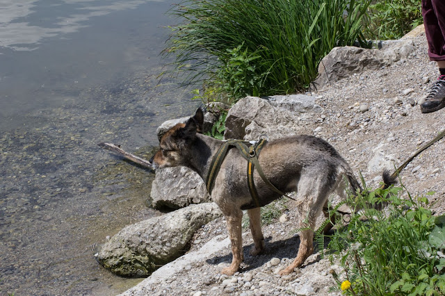 Hund beim Lech