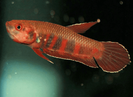 ikan gabus