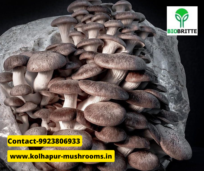 Black Fungus (Wood Ear) Health Benefits | Mushroom supply | Biobritte mushroom store