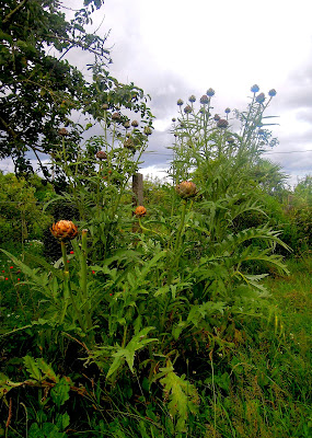 artichoke on the stalk