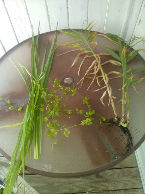 Grow Ginger in gallon bucket