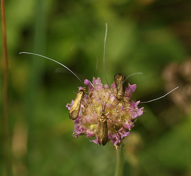 Skabiosen-Langhornmotte, Nemophora metallica