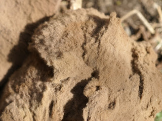 Vesse-de-loup géante - Calvatia gigantea 