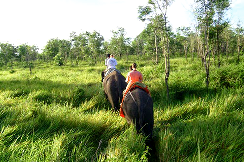 Taman Nasional Way Kambas Surga Para Gajah Taman Nasional Way Kambas Lampung, Habitatnya Para Gajah