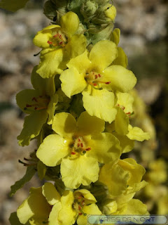 Molène thapsus - Verbascum thapsus - Molène Bouillon-blanc 