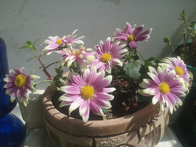 Ganhei meu crisântemo em Junho, estava muito florido e ainda com botões para abrir, lindo!  Conforme as flores iam murchando, eu ia cortando cada uma delas. Dessa forma a planta fica livre para se dedicar melhor em produzir novas flores.  Quando todas as flores murcharam e não havia mais botões para abrir, tirei a