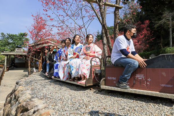 櫻花鳥森林上千棵櫻花結合蜀葵花、小火車、露營、美食、鸚鵡放飛秀