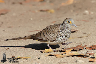 burung perkutut - agungjakanugraha.blogspot.com