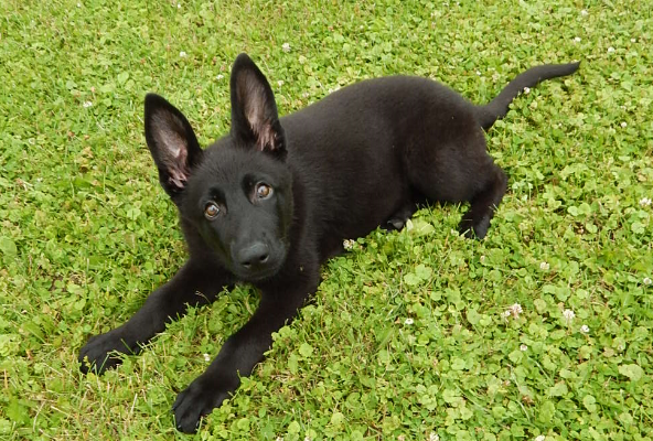 http://www.myinspiredmedia.com/video/german-shepherds-for/22312/black-german-shepherd-pupiess-for-sale