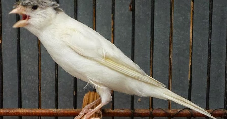Harga Bakalan Burung Kenari di Surabaya ~ Gembala News