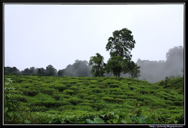 Hills, Wayanad