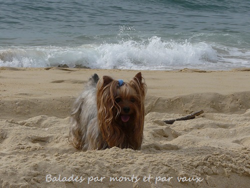 Balades d'un petit yorkshire