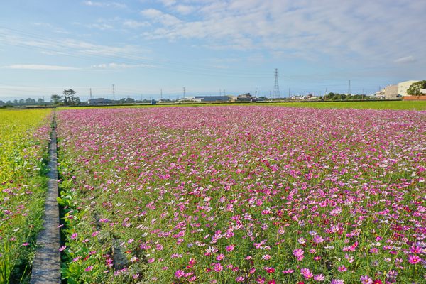 台中大肚蕎麥花田12月雪，拍蕎麥花海火車，還有波斯菊、油菜花