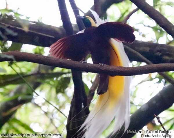 Lesser Birds of Paradise (Paradisaea minor)