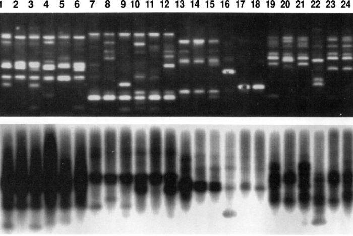 Random Amplified Polymorphic DNA (RAPD): Metode Pengujian Polimorfisme DNA