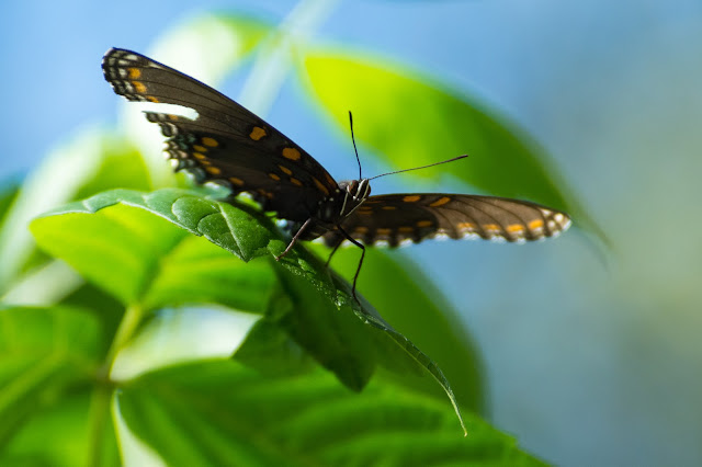 Eastern Tiger Swallowtail, Clear Creek Natural Heritage Center