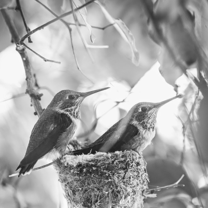 second hummers-54
