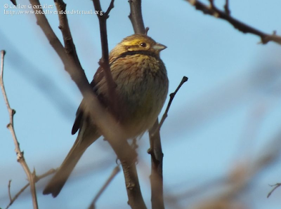 http://www.biodiversidadvirtual.org/aves/Emberiza-citrinella-img65153.html