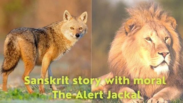 Sanskrit story with moral  The Alert Jackal